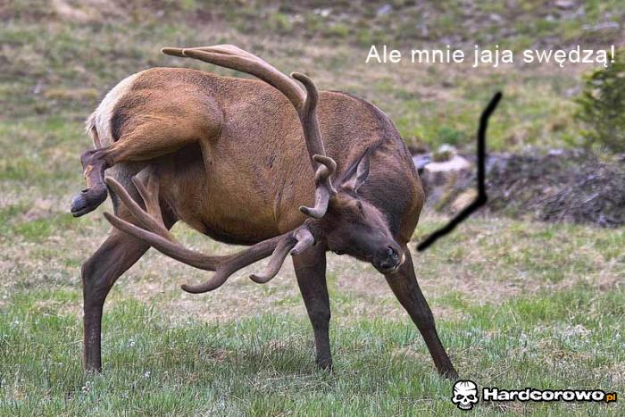 Ale mnie jaja swędzą! - 1