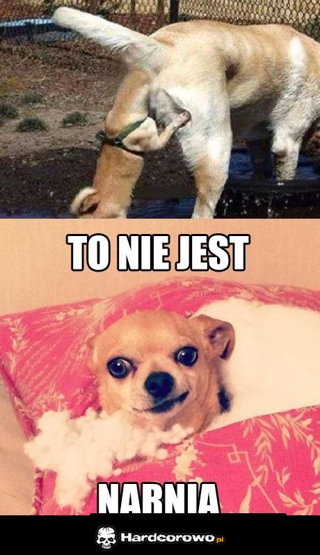 Pieseł - 1