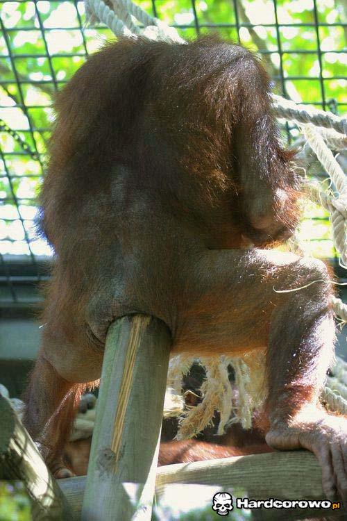 Małpa lubiąca Anal  - 1