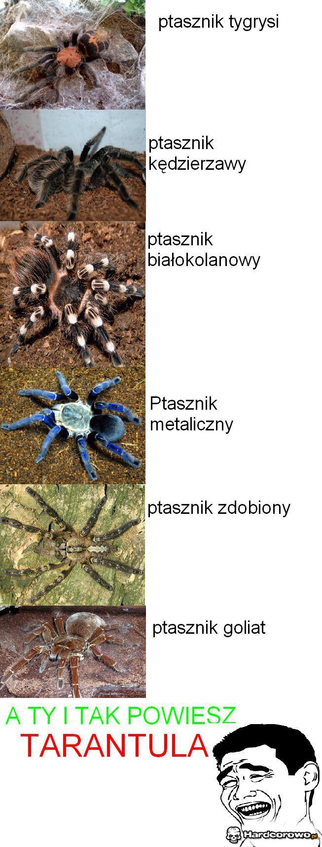 Mówi się Ptasznik - 1