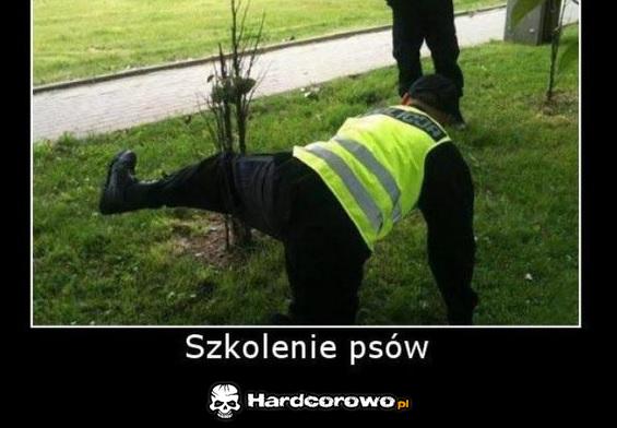 Szkolenie psów - 1