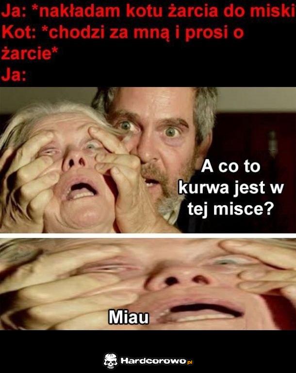 KOty takie są - 1