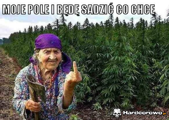Moje pole - 1