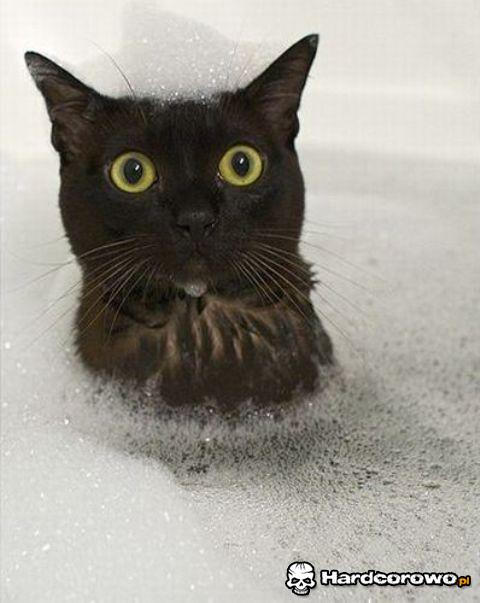 Kot biorący kąpiel - 1