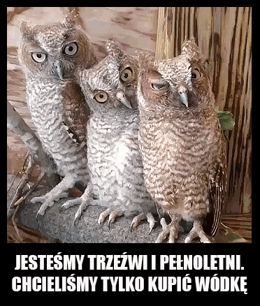 Chcieliśmy tylko kupić wódkę  - 1