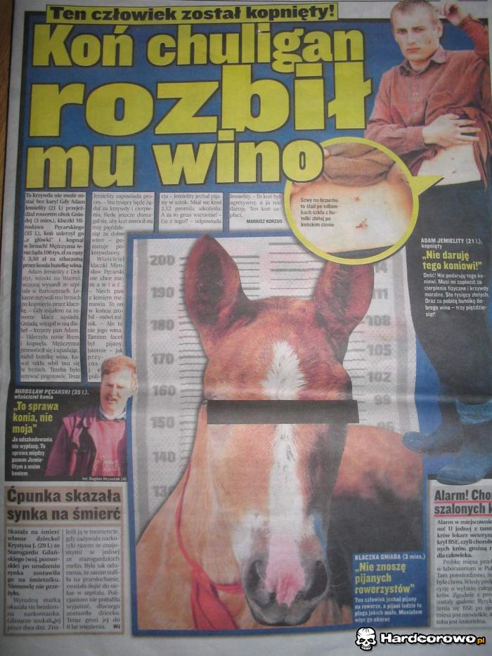 Koń chuligan  - 1