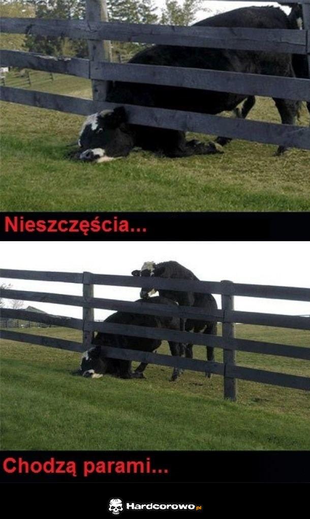 No niestety - 1