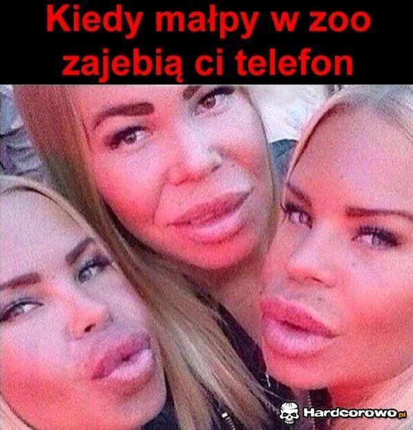 Małpy z Zoo - 1
