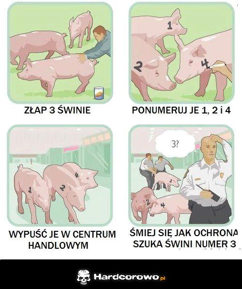 Świnie - 1