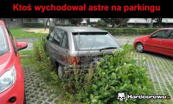 Szybko wyrosła - 1