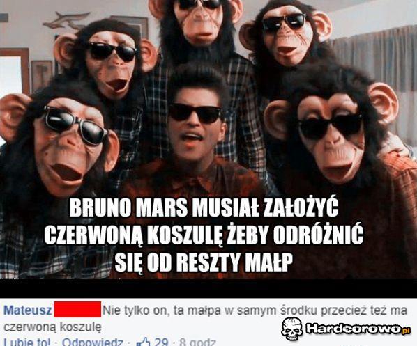 Małpy - 1