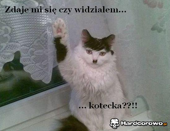 Kotecek - 1