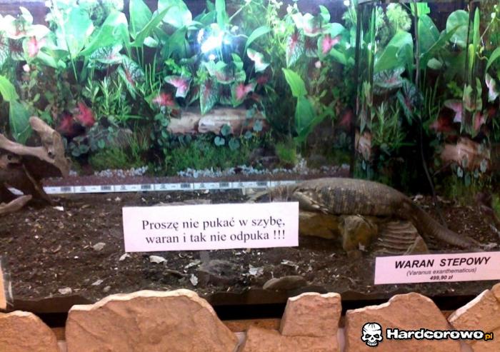 Proszę nie pukać w szybę - 1