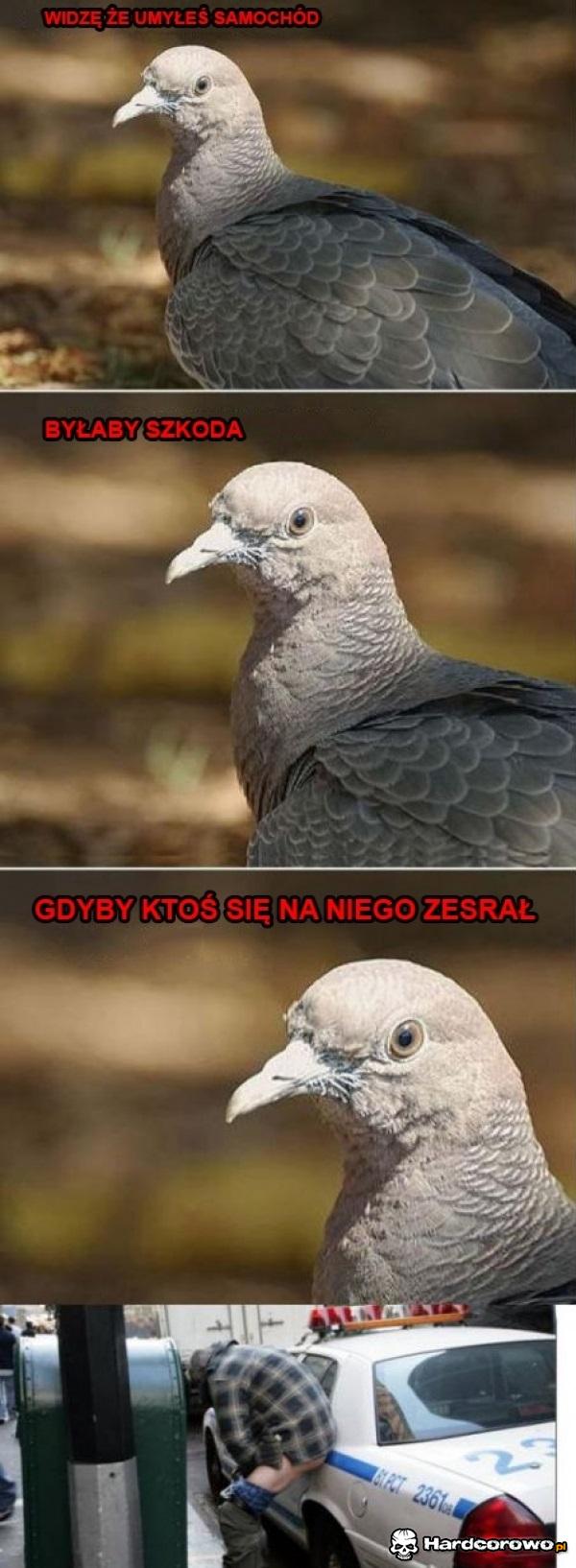 Zesrał się - 1