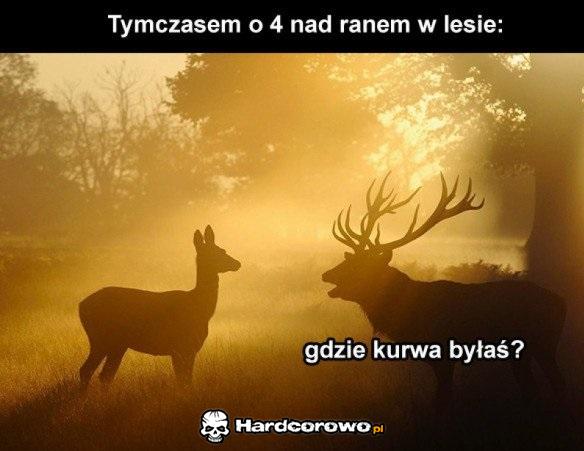 Tymczasem w lesie - 1