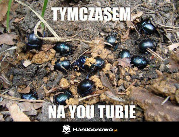 Tymczasem - 1