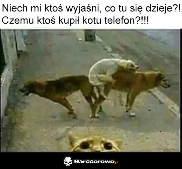 Kto kupuje kotu telefon? - 1
