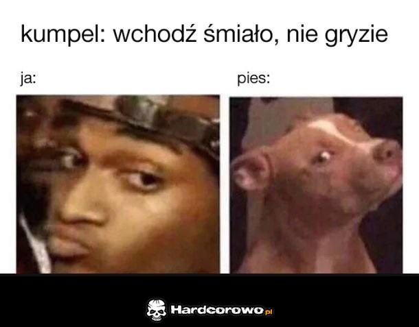 Nie gryzie - 1