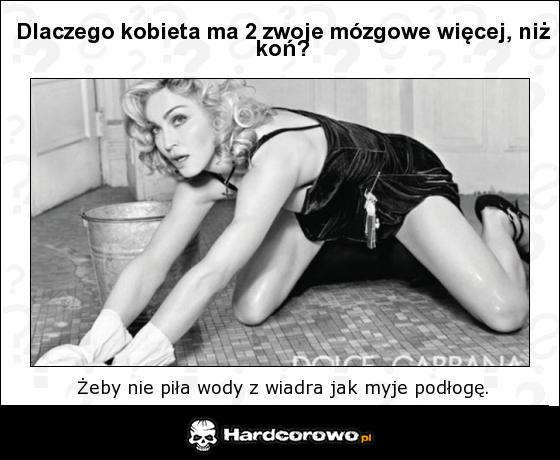 2 zwoje mózgowe  - 1