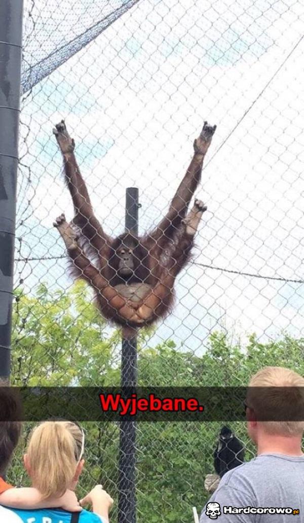 Kamil ma wyjebane - 1