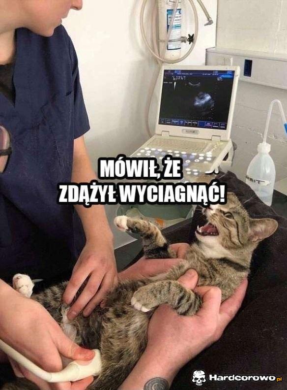 U Weterynarza - 1