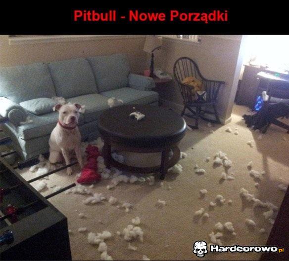 Nowy Pitbull - 1