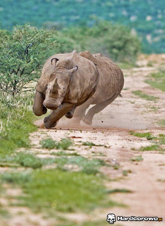 Ścigający nosorożec - 1