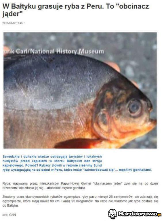 Obcinacz jąder - 1