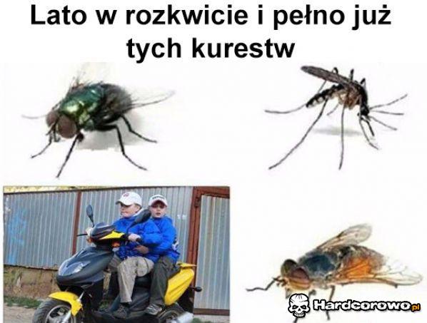 Lato w rozkwicie - 1