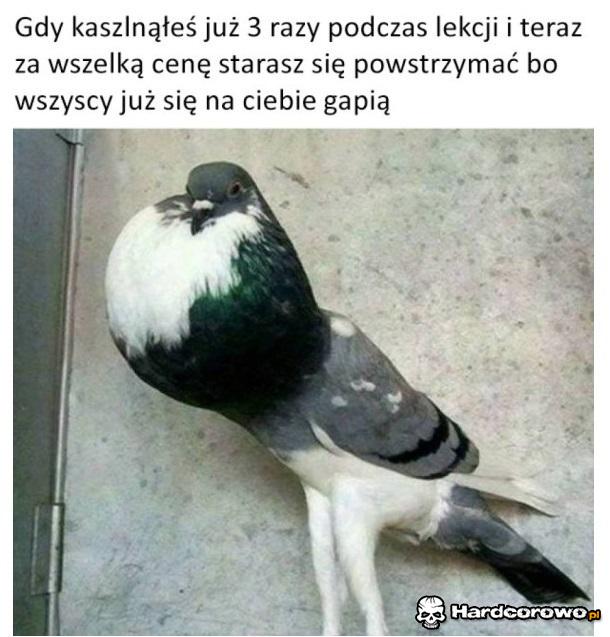 Kaszel - 1