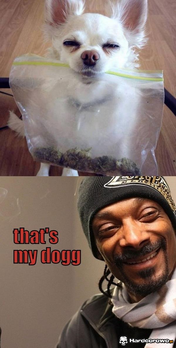 Pies Snoop doga  - 1