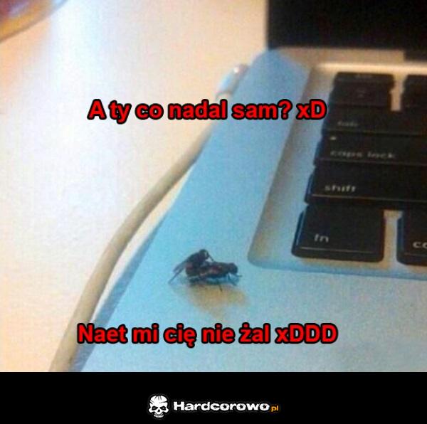 Jebane muchy - 1