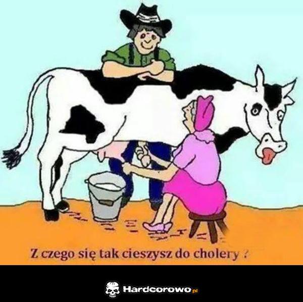 Dojenie krowy - 1