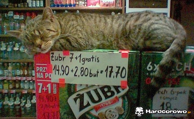 Promocja żubra - 1