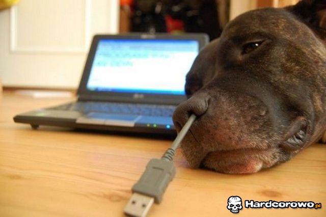 Pies na Usb - 1