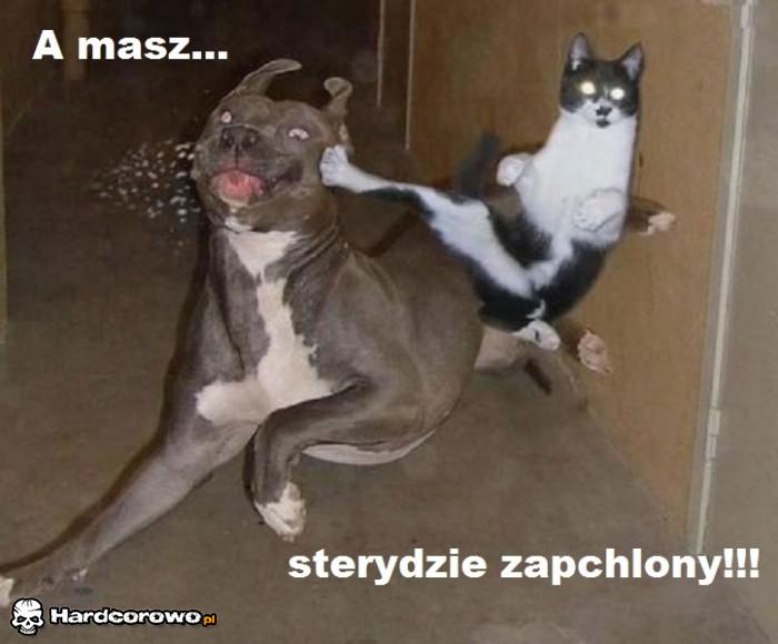Zapchlony steryd - 1