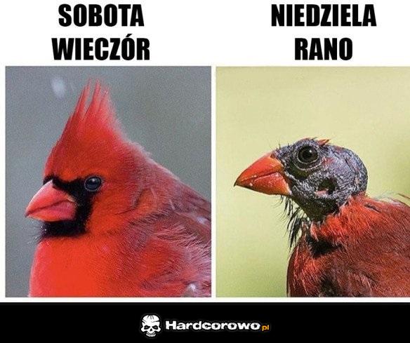 Ostry sobotni melanż - 1