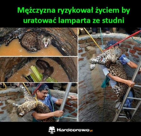 Lampart uratowany - 1