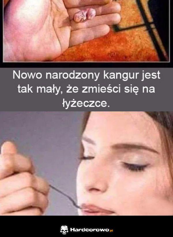 Kangurek - 1
