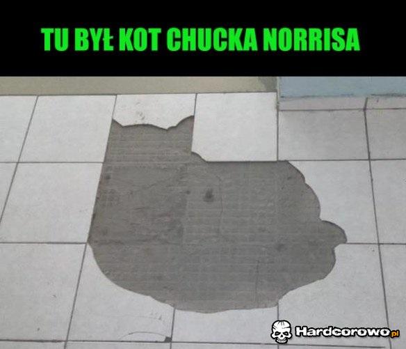 Kot Chucka Norrisa - 1