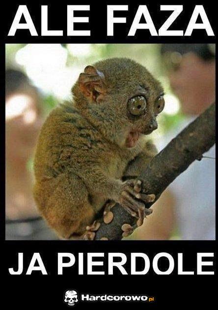 Ale faza! - 1