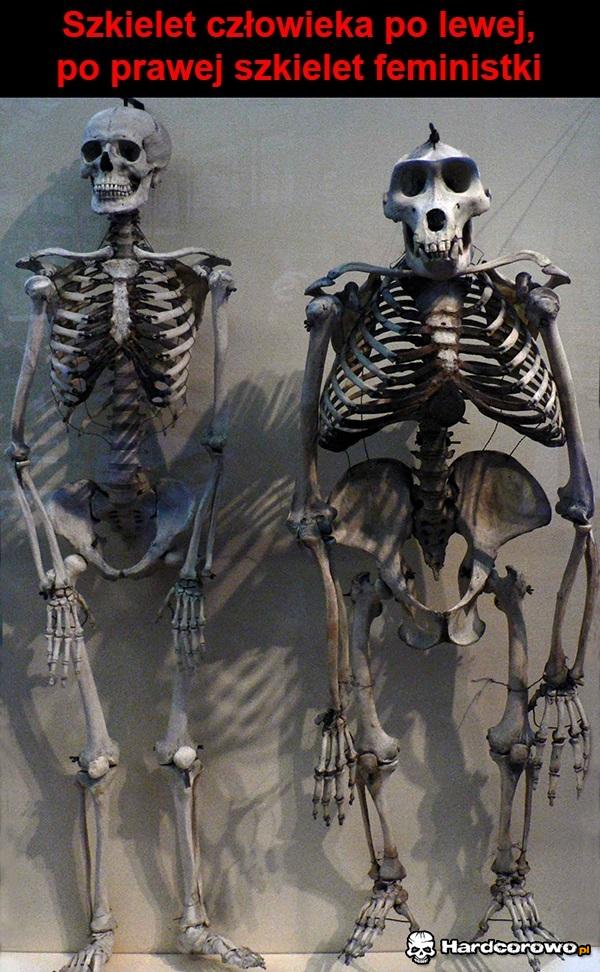 Szkielety - 1