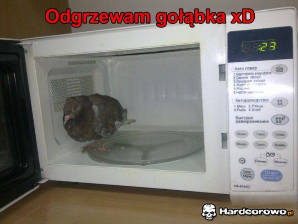 Gołąbek - 1