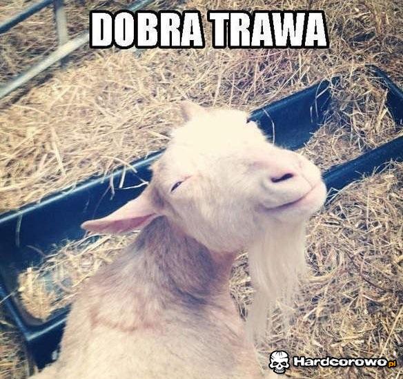 Dobra trawa - 1