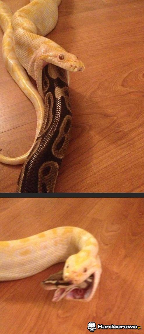 Wąż je węża - 1