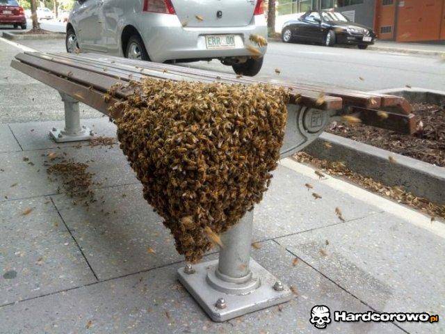 Wolna ławka koło pszczół - 1