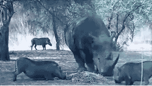 Wypierdalaj pumba - 1