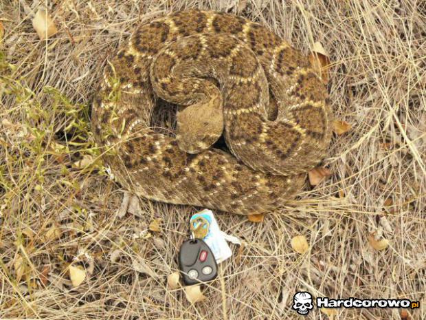 Może jednak na piechotę - 1