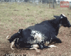 Poleciał na nią - 1