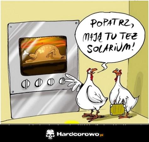Kury w solarium  - 1